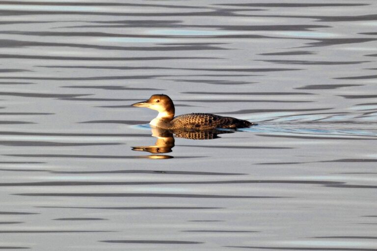 Rare Great Northern Diver Spotted for the First Time in Serbia near Sokobanja