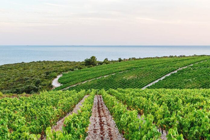 view-of-beautiful-hills-with-vineyards-on-coast-of-2023