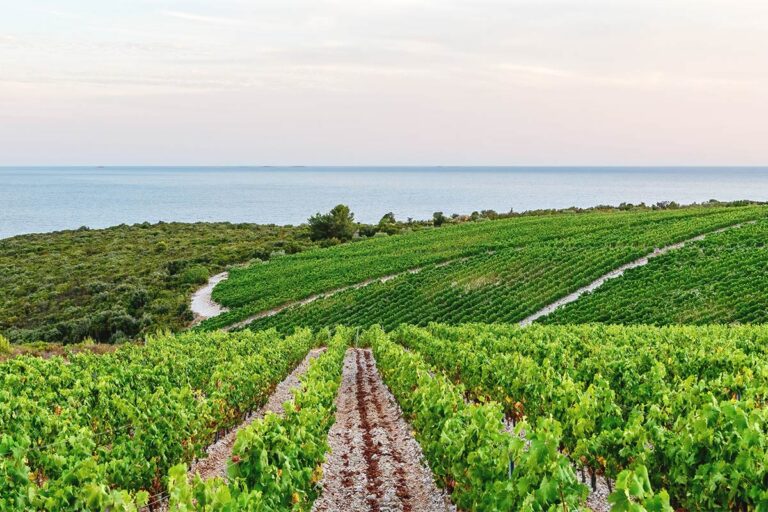 Croatian Agriculture Flourishes, Rivals EU Averages in Growth