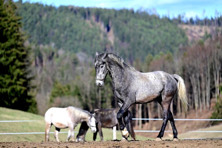 Croatian Lipizzaner Horse Breeding Tradition Earns UNESCO Recognition