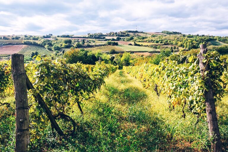 Šumadija: A Hidden Gem in Europe’s Wine Scene