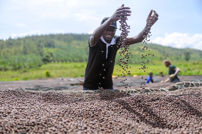 African American worker tossing dried coffee beans with hands