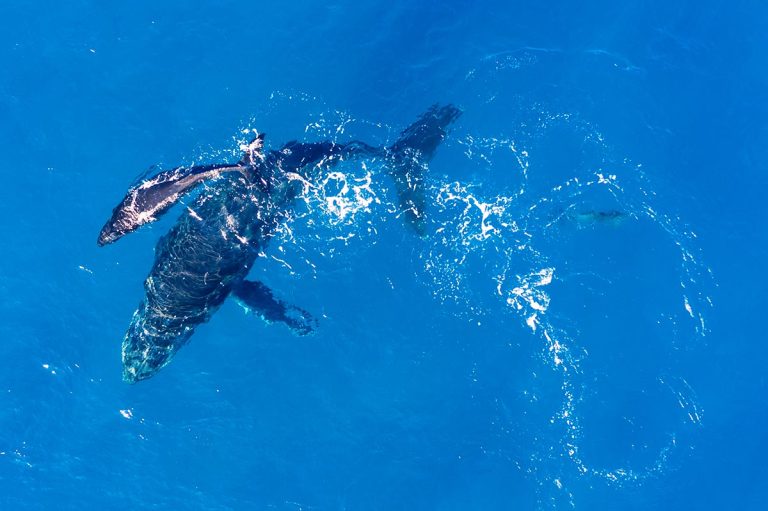 Whale Spotted in Adriatic Sea Near Mljet National Park