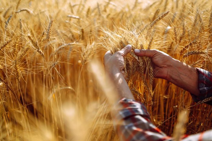 Amazing view with Man With His Back To The Viewer In A Field Of Wheat Touched By The Hand Of Spikes.