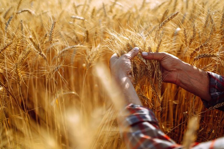 Global Wheat Prices Hit Four-Year Low