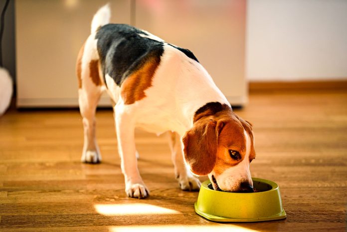 dog-beagle-eating-canned-food-from-bowl-in-bright-2023