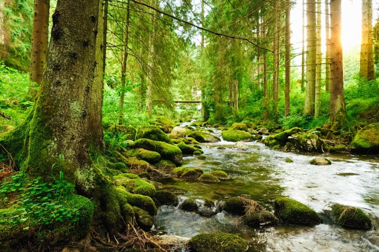 EU Nature Restoration Law Takes Effect, Aims to Revive Biodiversity