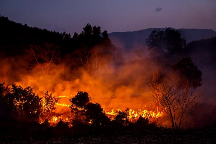Forest fire at nighttime.
