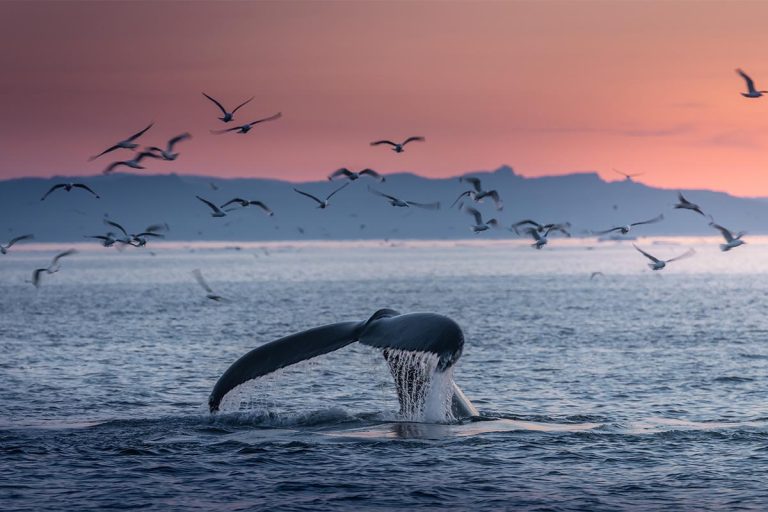Rare Whale Sighting in the Adriatic Near Brijuni