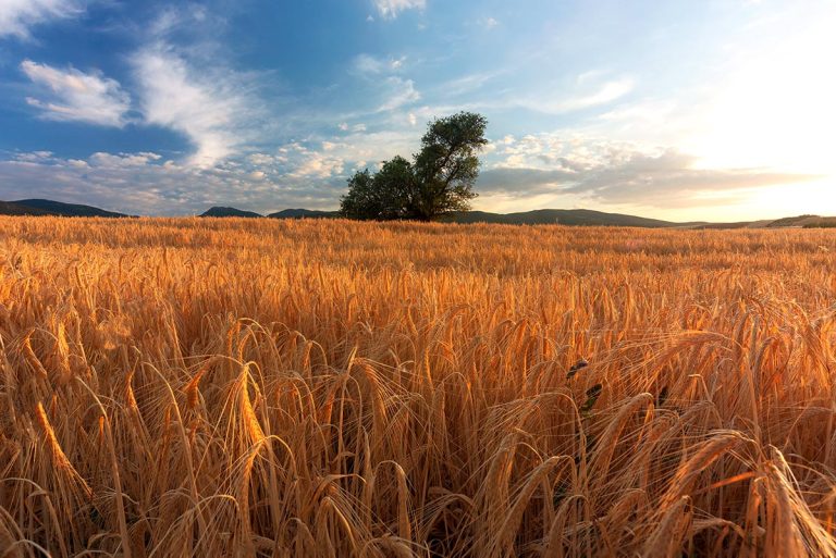 Kosovo* Poised to Break Wheat Yield Records in 2024