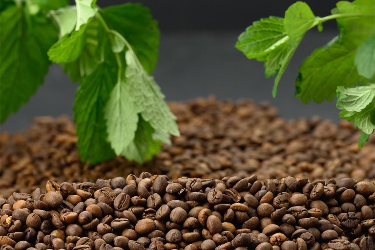 Coffee Producers Urge EU to Delay Deforestation Ban