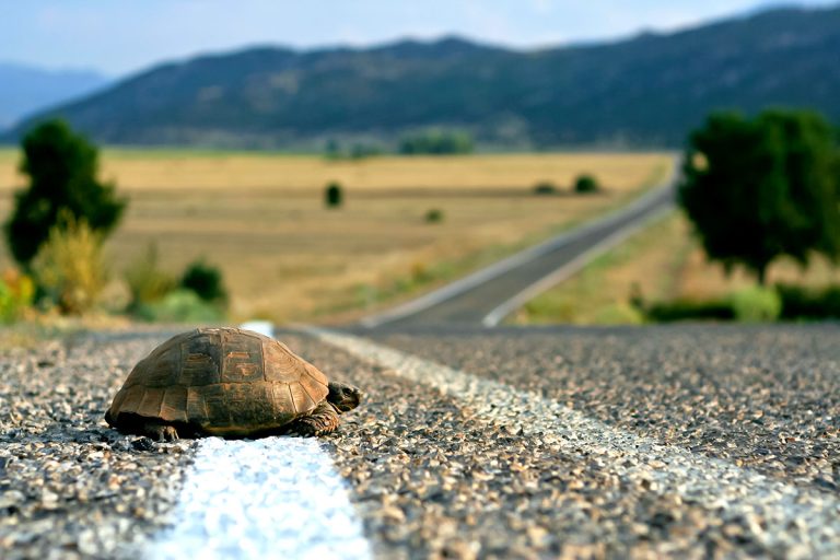 At a Tortoise’s Pace