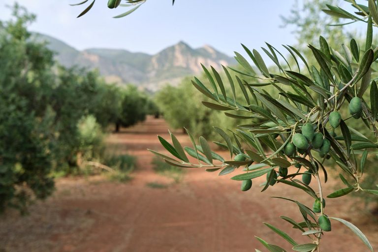 Slovenia to Launch €4.5 Million Olive Research Hub