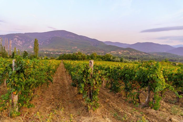 Sunset,View,Of,Vineyards,And,Mountains,,Near,Demir,Kapija,,North
