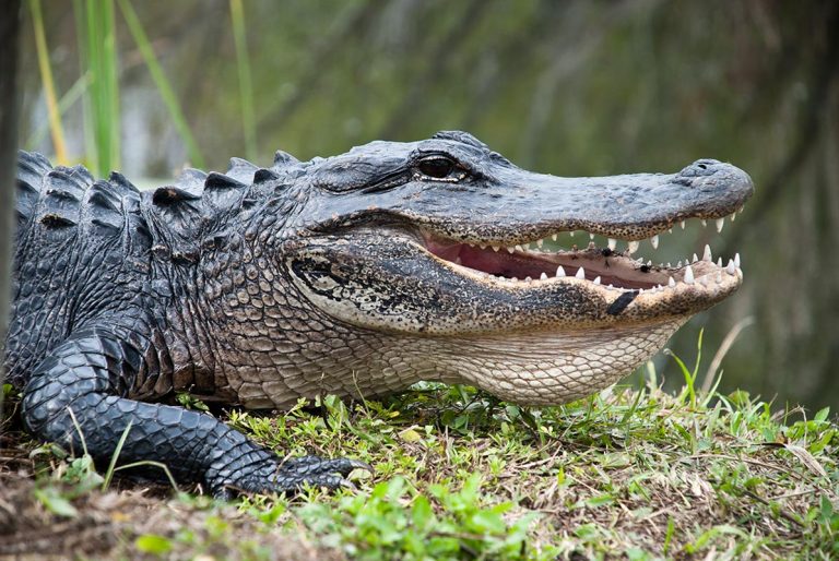 World’s Oldest Crocodile Turns 124th Birthday