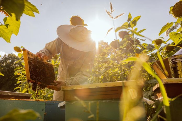 Person,Worker,In,Beekeeper,Suit,Taking,Frame,Full,Of,Bees