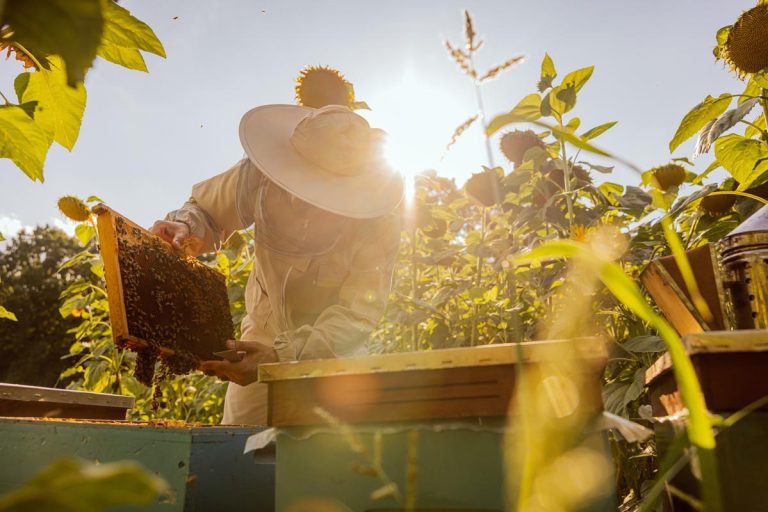 Breathe in Croatia’s Healing Honey Air