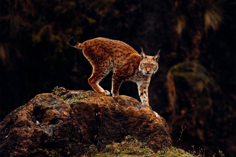 The Elusive Balkan Lynx
