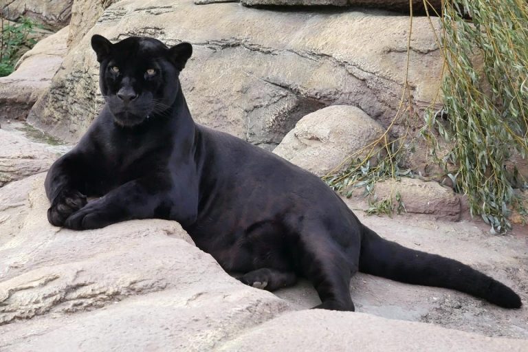 Mystery Panther Disappears Without a Trace in Bulgaria