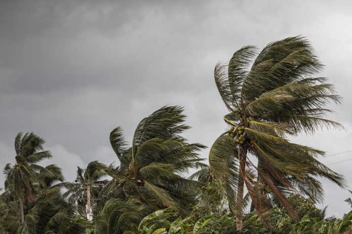 Beginning,Of,Tornado,Or,Hurricane,Winding,And,Blowing,Coconut,Palms