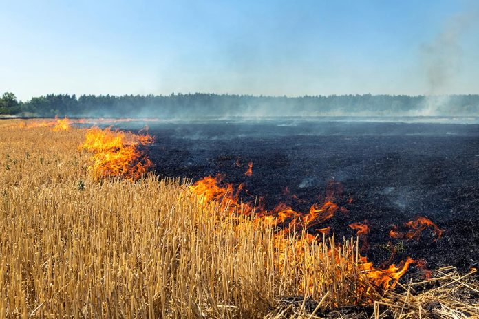 Wildfire,On,Wheat,Field,Stubble,After,Harvesting,Near,Forest.,Burning