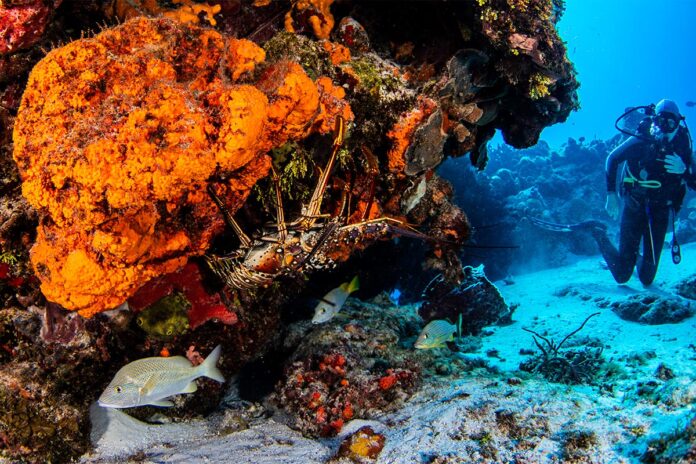 Caribbean lobster, Cozumel, Quintana Roo, Mexico