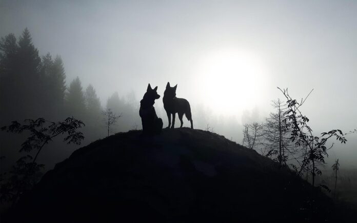 Dogs,Looking,At,The,Sun.,Misty,Morning,Deep,In,The