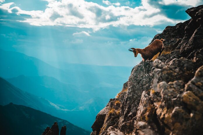 Chamois,,Rupicapra,Rupicapra,,Dark,Blue,Sky,And,Mountains,In,Background