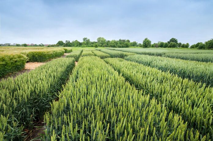 Demonstration plots, divided sectors of different varieties of wheat, cereals on an agricultural field,
