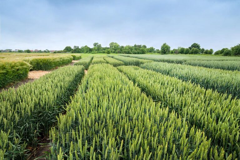 Serbian Ministry of Agriculture Launches Public Call for Crop Production Incentives