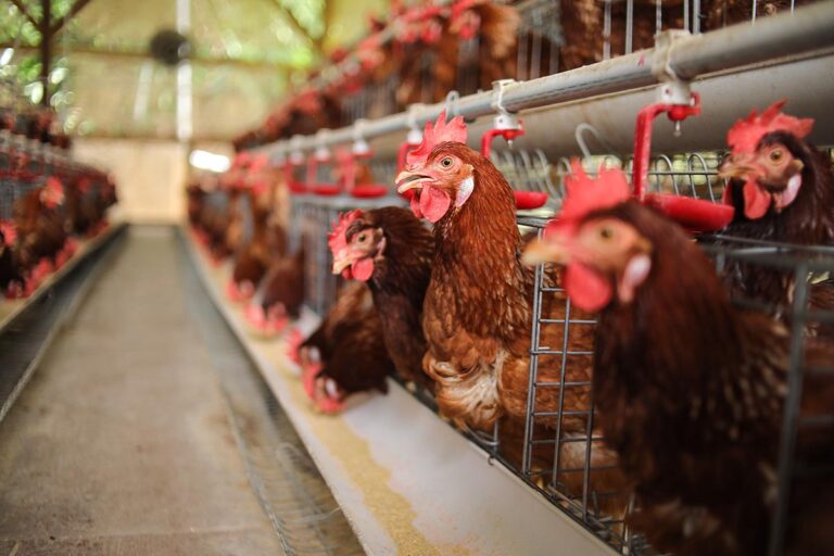 Croatia Rejects Large-Scale Industrial Chicken Farm Projects In Sisak-Moslavina