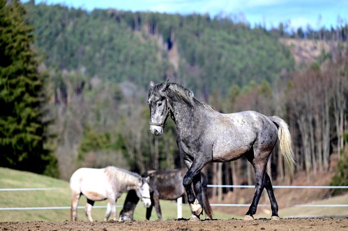 Croatian-Lipizzaner-UNESCO-1