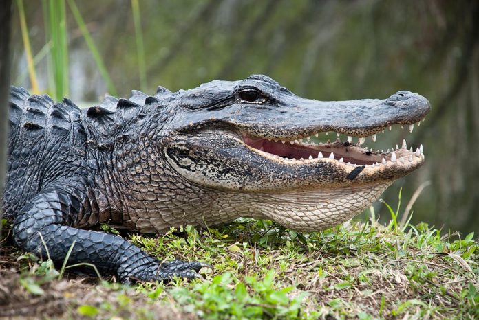 World’s Oldest Crocodile Turns 124th Birthday World’s Oldest Crocodile Turns 124th Birthday