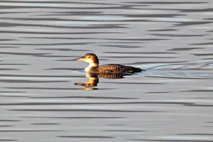 Rare Great Northern Diver Spotted for the First Time in Serbia near Sokobanja Rare Great Northern Diver Spotted for the First Time in Serbia near Sokobanja