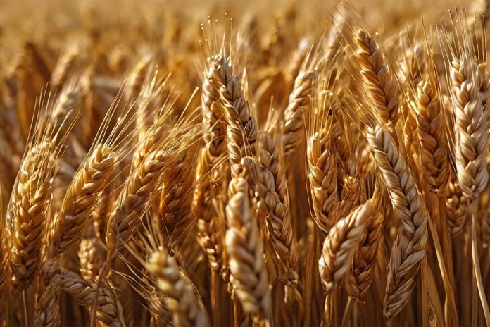 Serbian Farmers Cry Foul as Wheat Prices Fail to Cover Costs Serbian Farmers Cry Foul as Wheat Prices Fail to Cover Costs