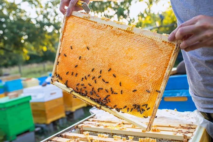 Croatian Prison Beekeepers Strike Gold and Silver at International Honey Awards Croatian Prison Beekeepers Strike Gold and Silver at International Honey Awards