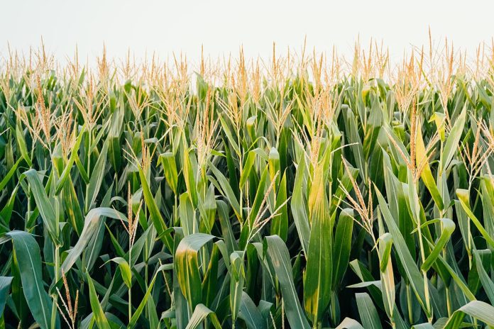 Closeup shot of corn plants in a field