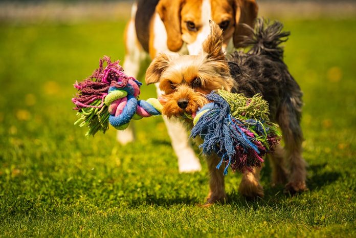 Slovenia Develops First Biodegradable Dog Chew Toy Slovenia Develops First Biodegradable Dog Chew Toy
