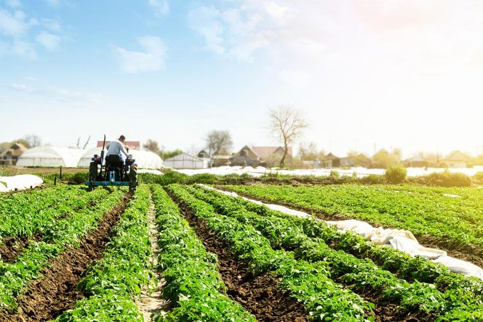Farmer cultivates a field plantation of young Riviera potatoes. Weed removal and improved air access to plant roots. Fertilizer with nitrate and plowing soil for further irrigation irrigation.