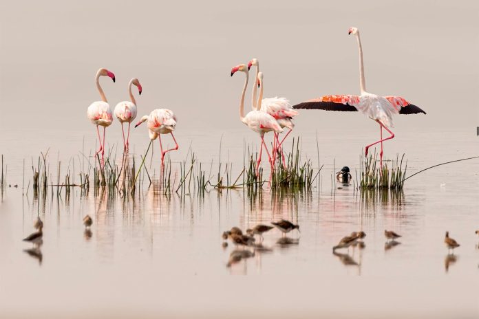 Where Flamingos Paint The Lagoon Pink Where Flamingos Paint The Lagoon Pink