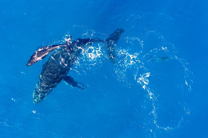 Whale Spotted in Adriatic Sea Near Mljet National Park Whale Spotted in Adriatic Sea Near Mljet National Park
