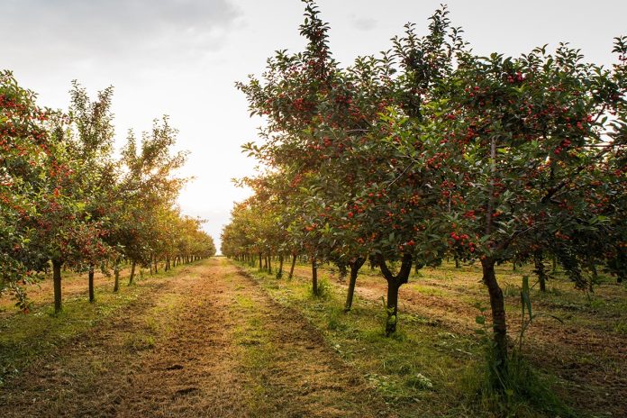 Innovative Orchard Heating System Introduced In Serbia To Combat Frost Damage Innovative Orchard Heating System Introduced In Serbia To Combat Frost Damage