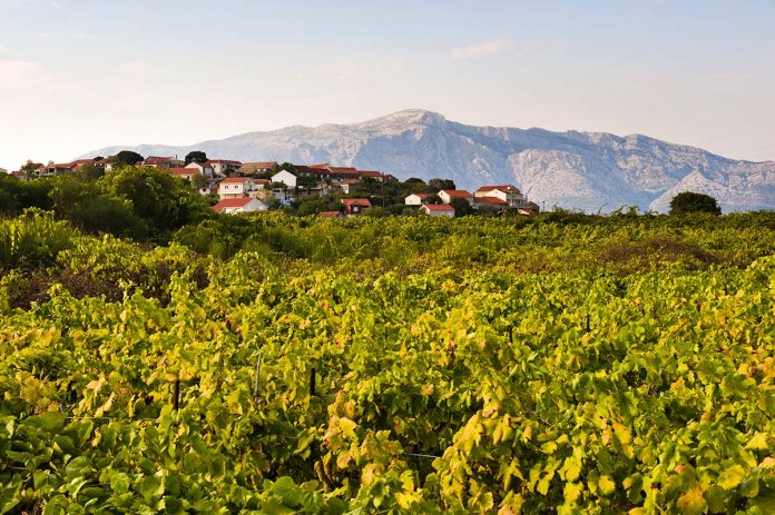 Photo of a grape wine vineyard, Lumbarda, Korcula Island, Dalmatia (Dalmacija), Croatia
