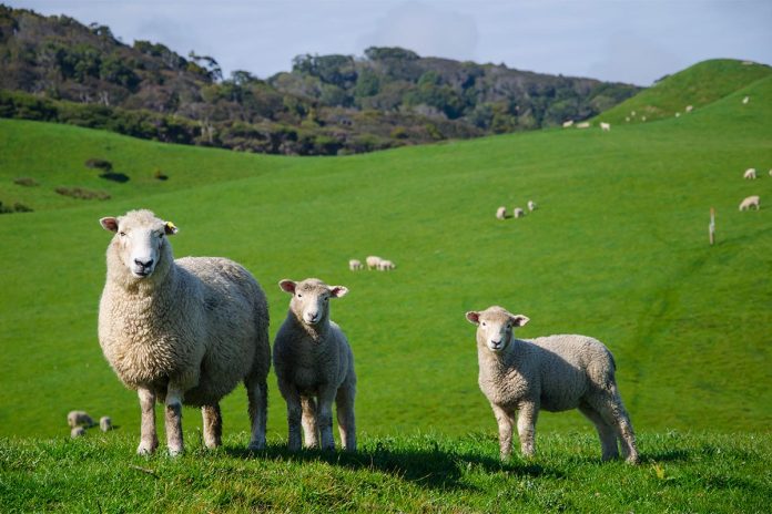 Serbia’s Sheep Farming Faces Paradox as Wool Becomes Nearly Worthless Serbia’s Sheep Farming Faces Paradox as Wool Becomes Nearly Worthless