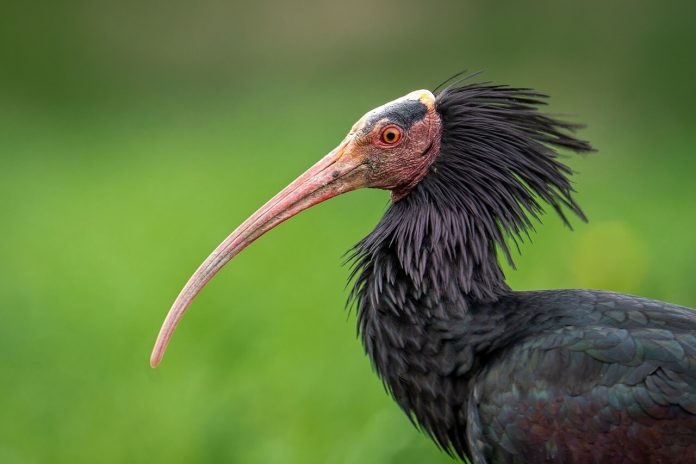 Waldrapp Ibis Returns to Slovenia After 400 Years side view portrait of a northern bald ibis