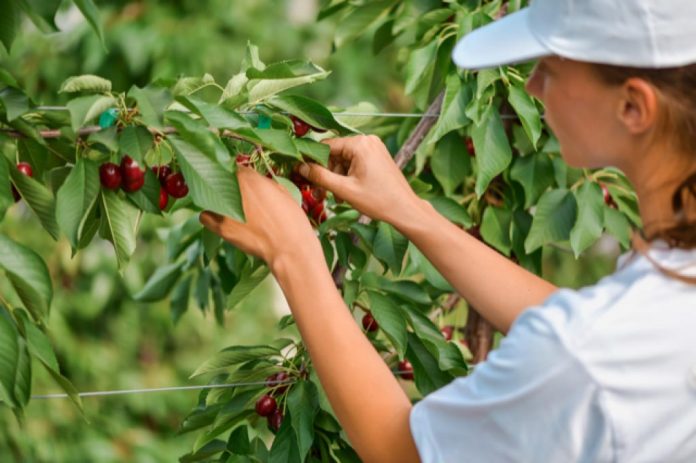Delta Agrar Introduces Pesticide-Free Cherries to Market Delta Agrar Introduces Pesticide-Free Cherries to Market