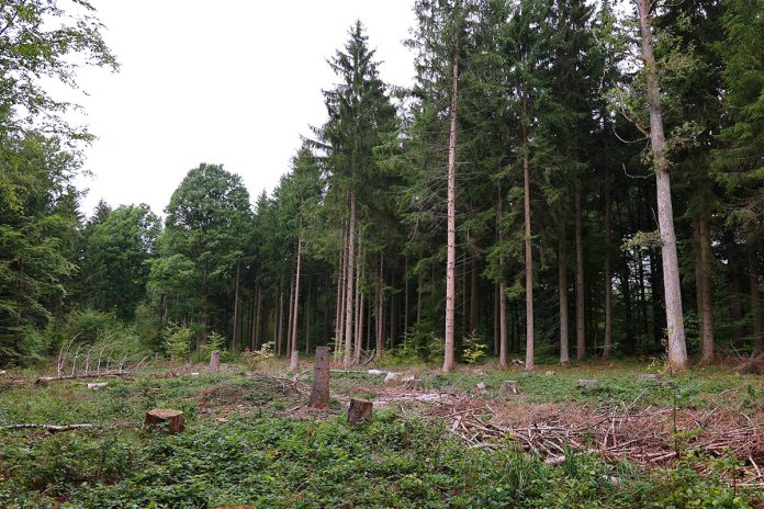 Over One-Third of Global Tree Species at Risk of Extinction Over One-Third of Global Tree Species at Risk of Extinction
