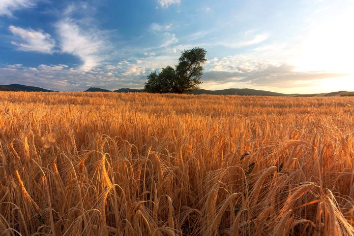 Kosovo* Poised to Break Wheat Yield Records in 2024 Kosovo* Poised to Break Wheat Yield Records in 2024